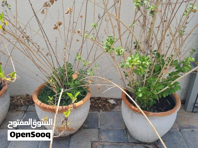 أصايص فخارية صغيرة وكبيرة مع النباتات