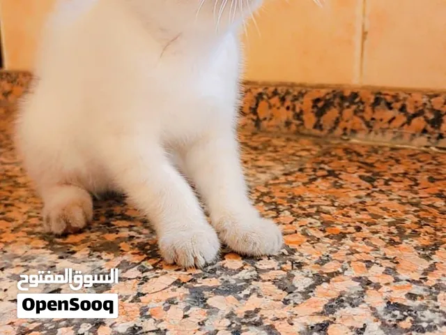 سكوتش فولد   العمر شهرين  الجنس ذكر  العدد 1  800
