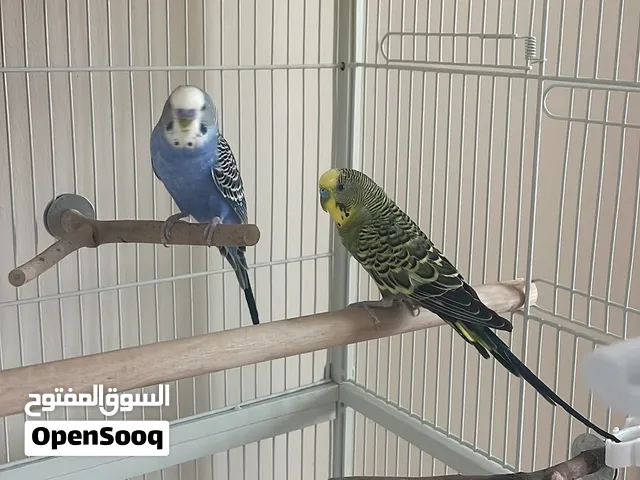 2 beautiful budgies