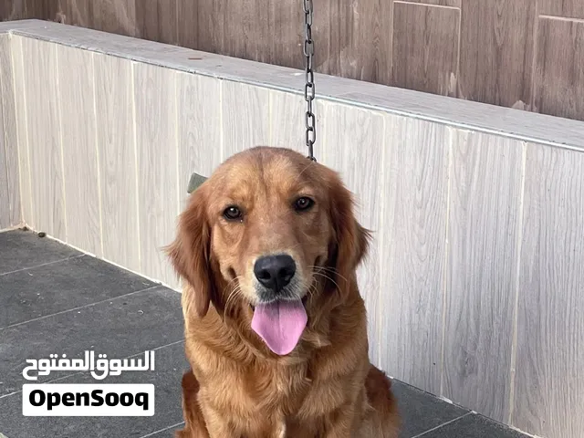 جودلن ريتريفر عمر سنه تقريبًا
