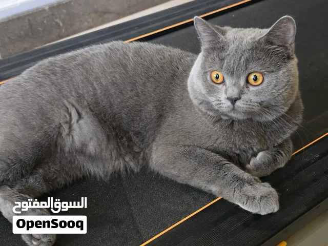 قط بريتش شورت هير رمادي فاخر للبيع  فلفلBeautiful Grey British Shorthair Male for Sale – Pepper