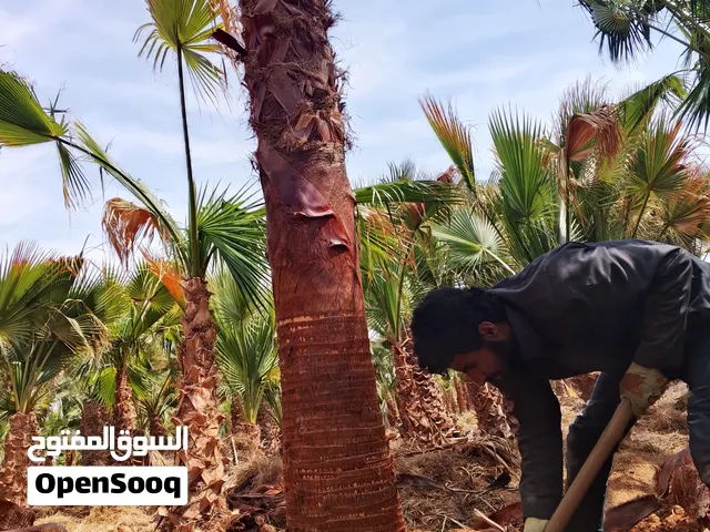 نخل واشنطن زينه أمريكي