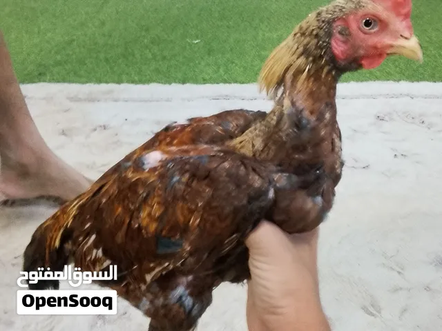 طير باكستاني للبيع او البدل بطير افرد او اي طير كبير