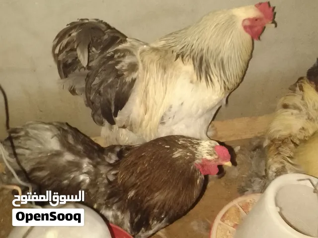 خمسه فراريج برهما اللون ربي يبارك العمر 8شهو حجم ربي يبارك