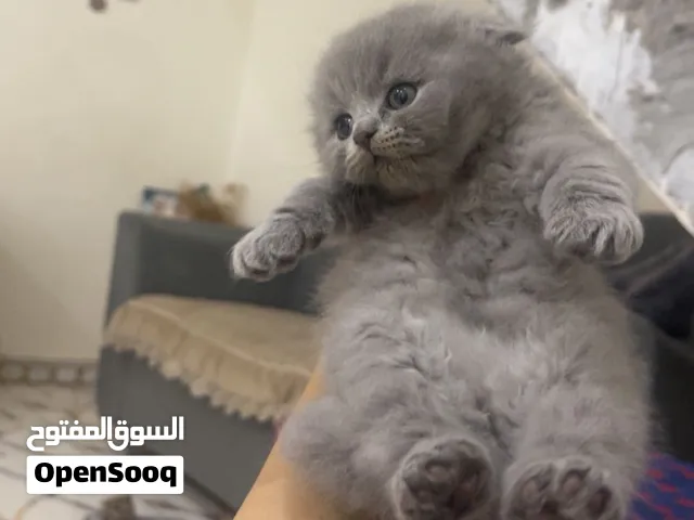قط سكوتش فولد ذكر