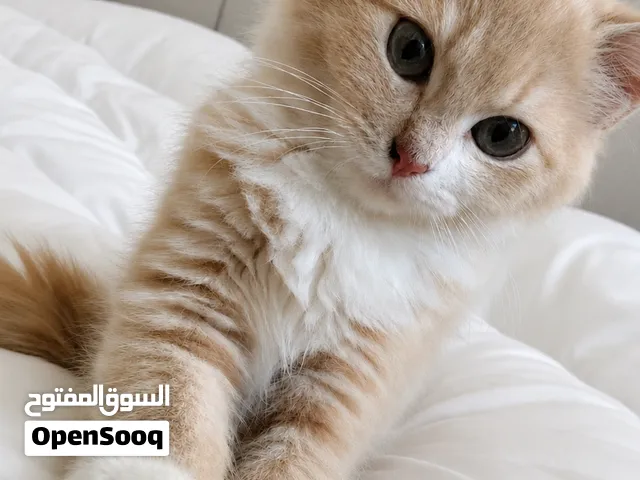 قطه شيرازي عمرها شهر ونص مطعمه ديدان وحشرات ومتعوده على الليتر بوكس
