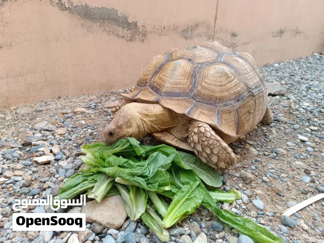 سلحفاة سولكاتا البرية العملاقة.. ضع رسالة لا اتصال