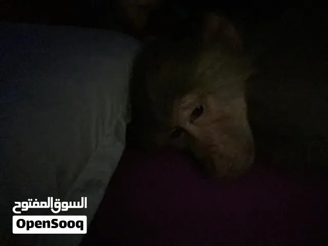 قرد بابون أليف