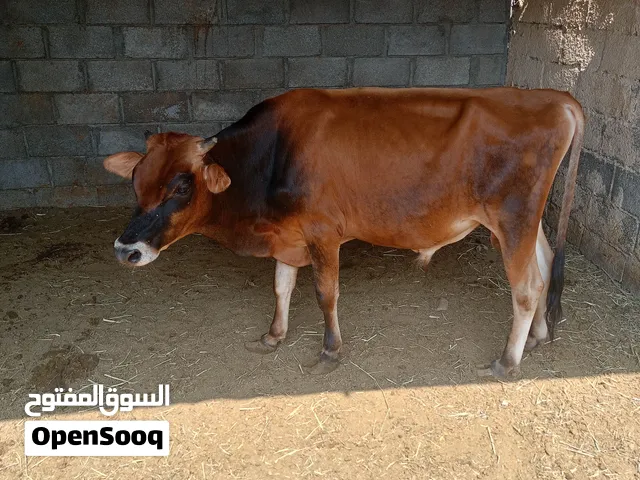 عجل جيرسي اصل بيور