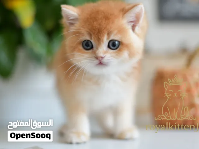 ذكور و اناث جولدny12