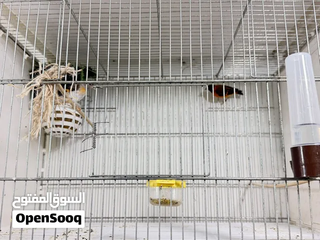 طيور سسكن كلاسك