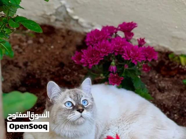 قطة تحب اللعب وغير مطعمه