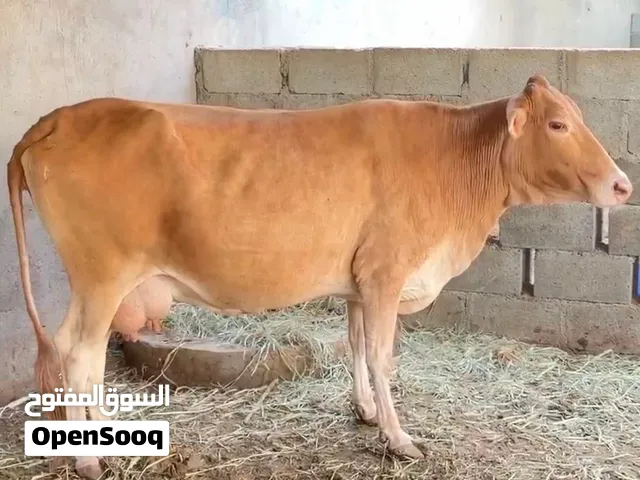 بقره جيرسي اصل