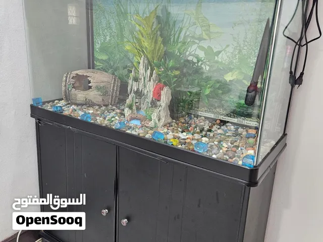 حوض سمك في الخوير