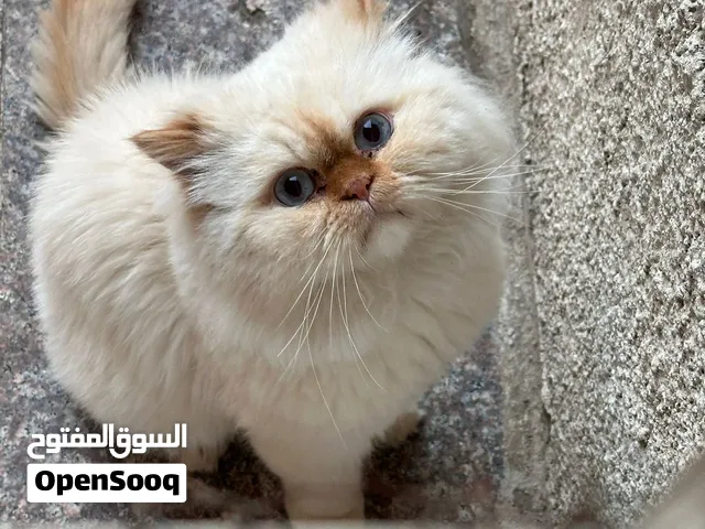 للتبني تواصل خاص او عالرقم