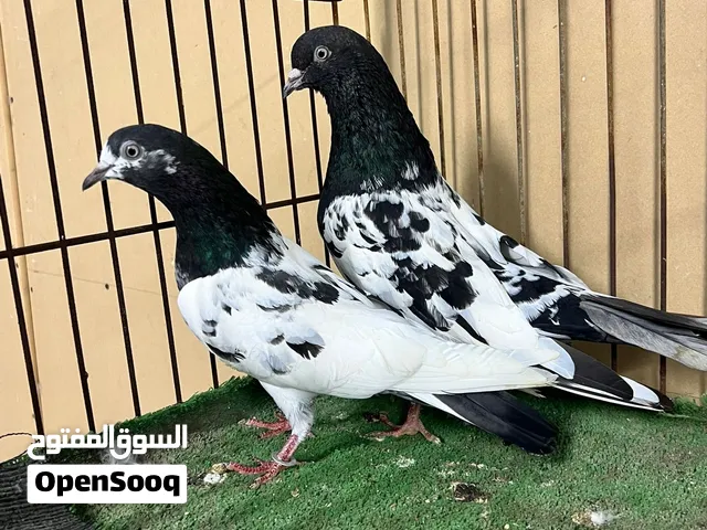 للبيع زوج جمام ذكر رام بوري والانثى تيدي