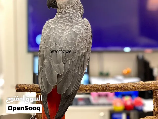 كاسكو ببغاء فرخ عمر 3 شهور حجم جامبو