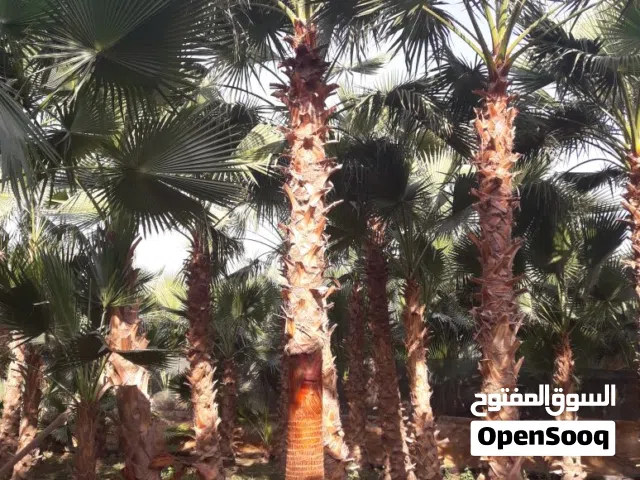 نخل واشنطني زينه امريكي للبيع واشنطونيا امريكي ابو مروحه جميع الاطوال متوفره نوصل جميع مناطق المملكة