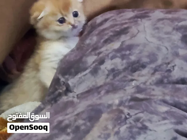 سكوتش فولد