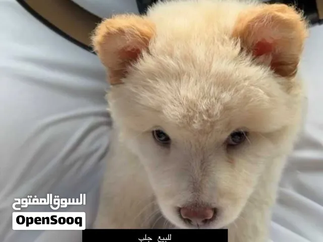 بيعه مستعجله