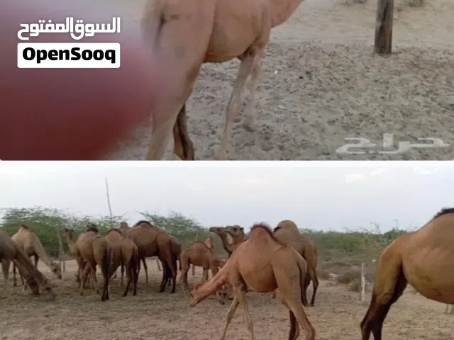 قعود بلدي للعزائم