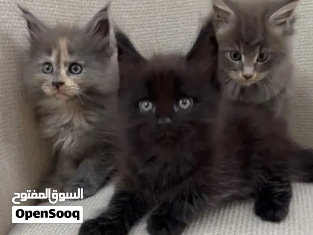 Purebred Maine Coon Kittens