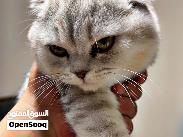 قطة سكوتش فولد بيور مع كامل أغراضها