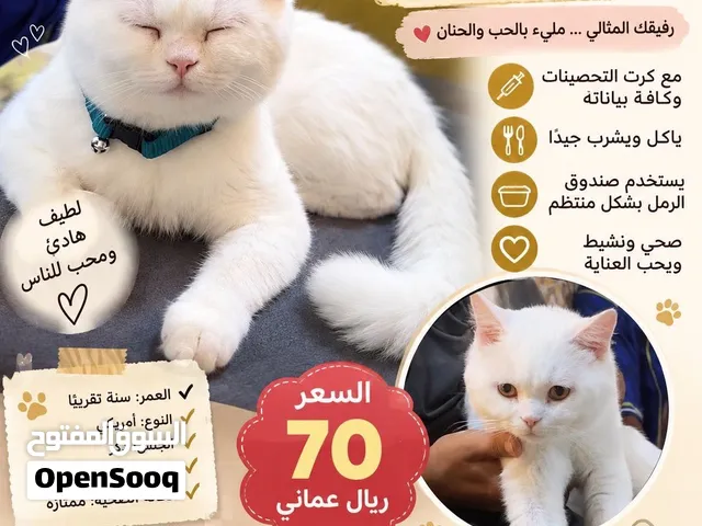 قط أمريكي أبيض، جميل ونظيف وذو مظهر مميز. هادئ وأليف نظيف ومعتنى به مناسب للتربية المنزلية صحة جيدة
