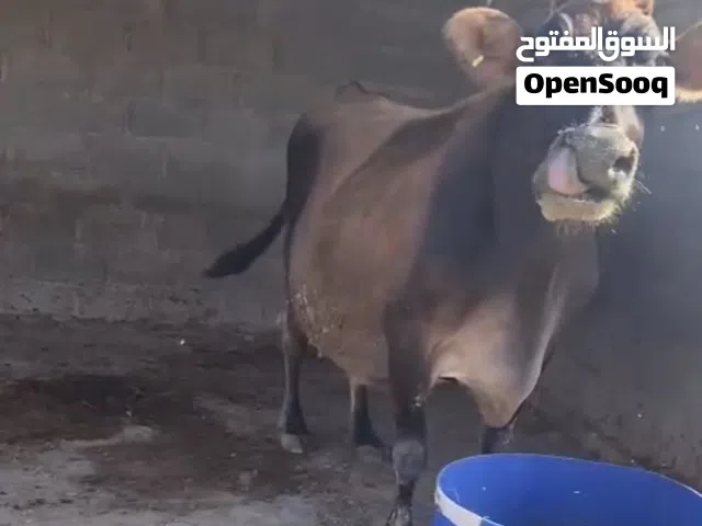 للبيع ابقار جيرسي بيور ( أصل )
