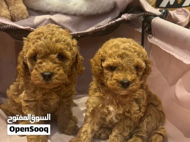 For sale Poodle puppy’s Top quality، the price  : 6500