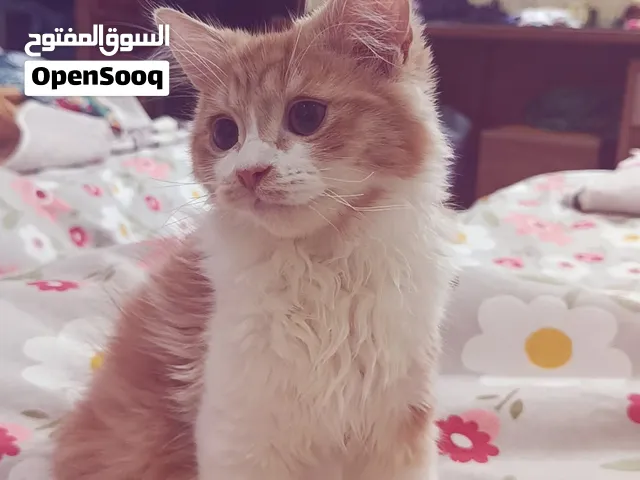قط دكر شيرازي للبيع متعود علي الليتر بوكس والأكل البيتي لعبي جدا ونضيف واجتماعي