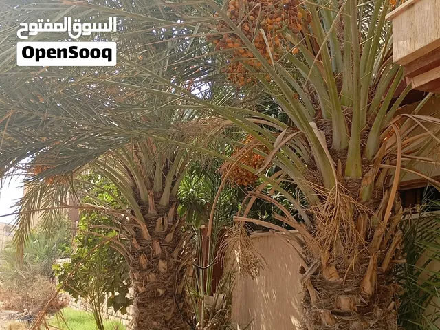 عدد ثلاثه نخلات زوج طابوني واحده برونسي ارتفاع 3 م ما شاء الله عليه