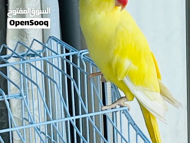 Talking yellow parrot