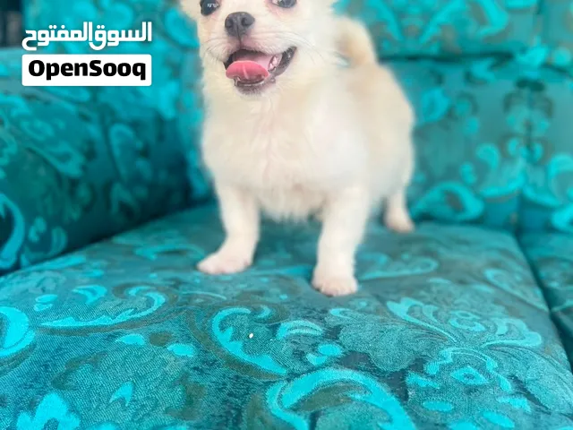 French Bulldog X Pomsky F3