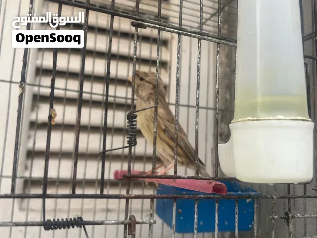 السلام عليكم الوصف
