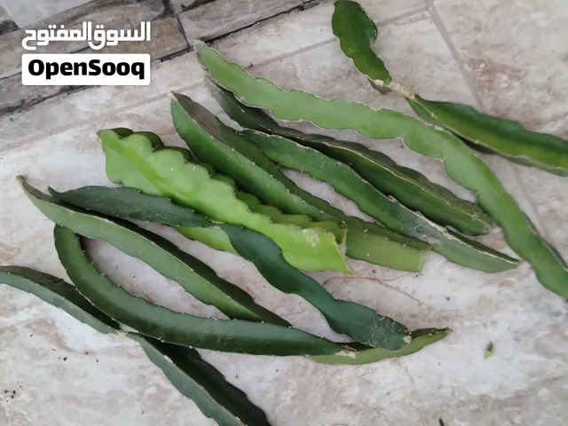 لهواة النباتات الاستوائه  مجموعة عقل الدراجون فروت بسعر مغري