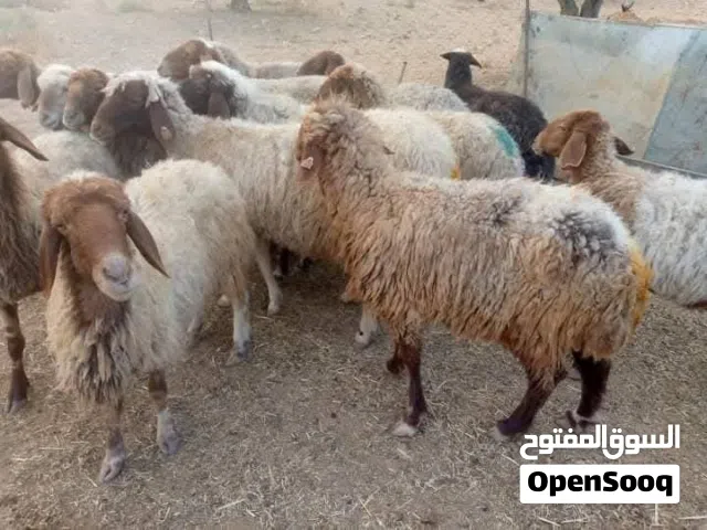 حلال للبيع