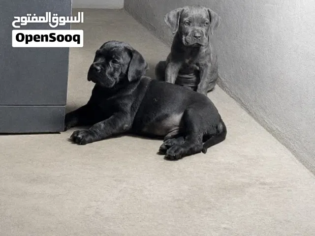 جرواي كين كورسو عمر شهر ونص سلاله رقم 1 في ليبيا أبناء البطل ارماندو و الام غولة مرفق صور الأب والأم