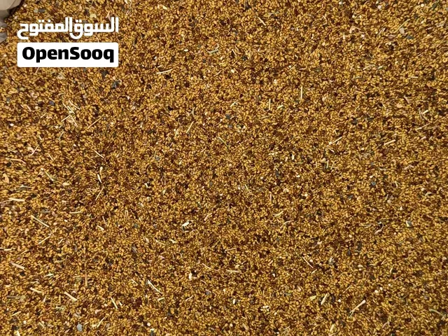 بذر قت عماني للبيع