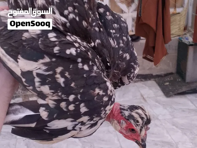 السلام عليكم اقره الوصف مطلوب