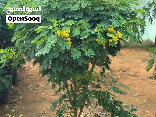 نباتات زينه ومثمر واشجار ظل تنسيق حدائق شتلات ونباتات داخلي وخارجي