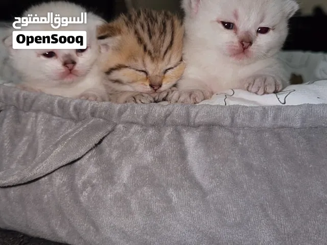 Scottish kitten’s