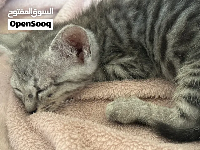 قطط صغار نوعين