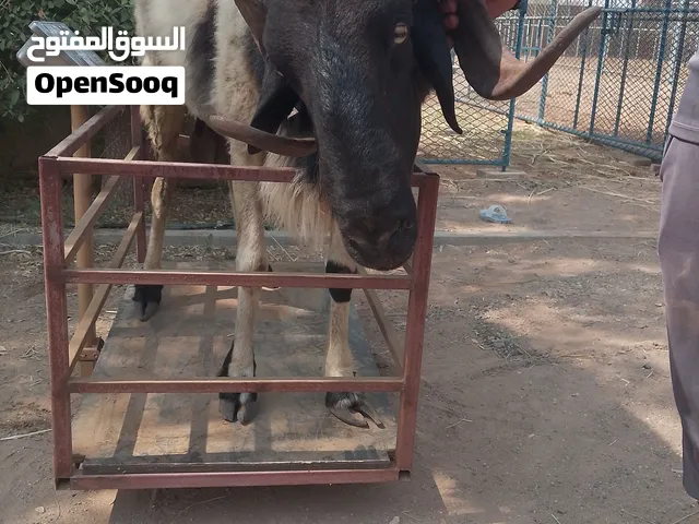 sheep AED 3000