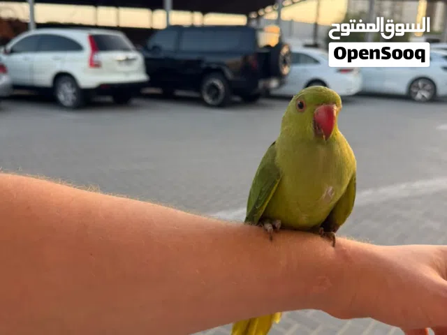 متو دره ببغاء