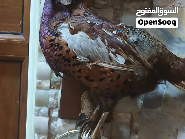 حيوانات حقيقيه محنطه