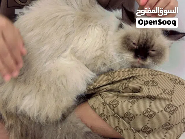 قطط  نضيفه مربيه تطعيم سنه  مع لتر بوكس وقفص
