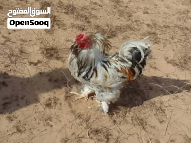 فروج براهما