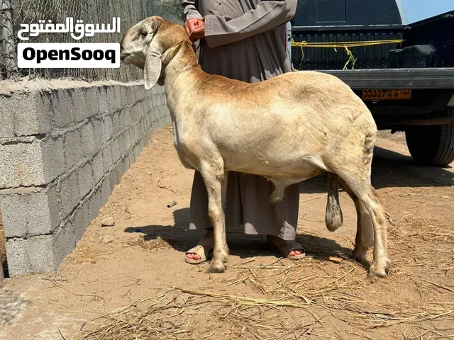 كبش سواكن بيور