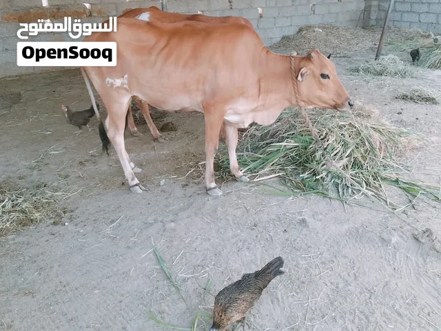 للبيع عجله محليه ما والده فل سمنه